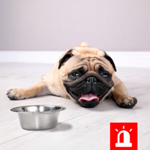 Managing Canine Heatstroke