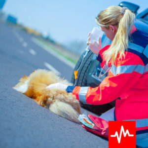 Emergency responder giving oxygen to an injured dog at the roadside