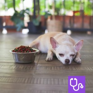 Chihuahua lying beside a food bowl