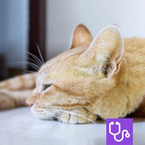 Ginger cat resting with its eyes closed