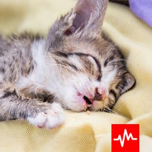 Kitten asleep on a blanket