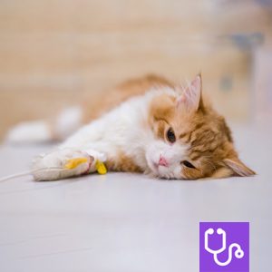 Cat lying down with an intravenous line in place