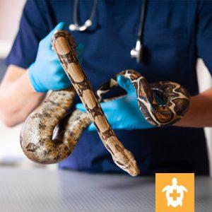 Gloved veterinary nurse handling a python
