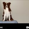 Canine Body Language