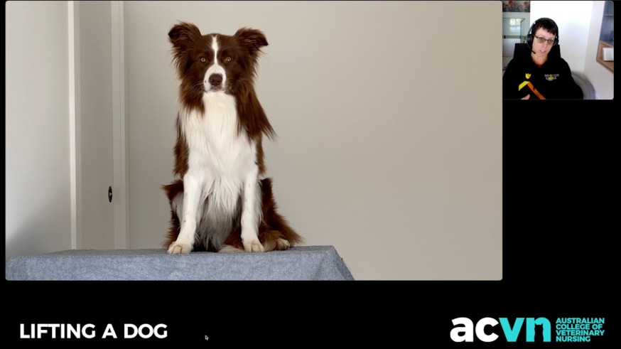 Canine Body Language