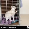 Feline Body Language