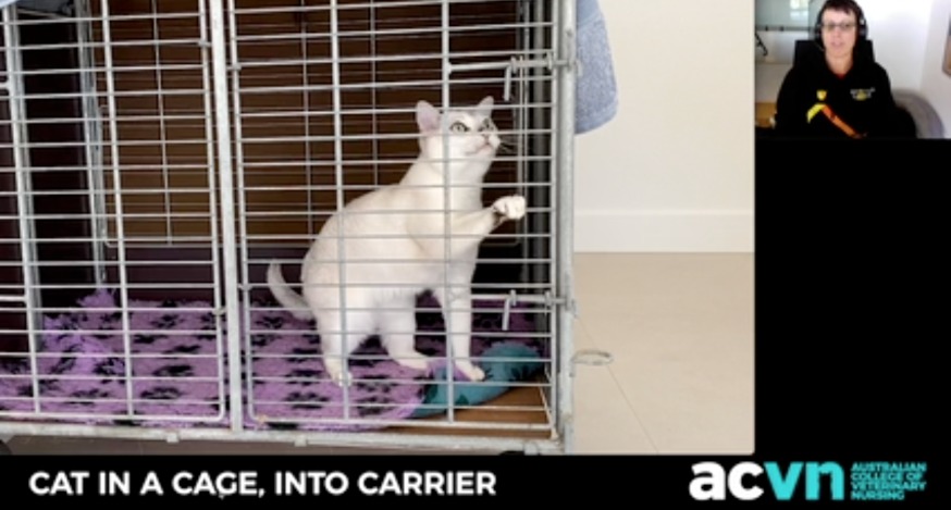 Feline Body Language