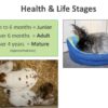 Rabbit 101: Top Tips for Nursing Rabbits