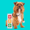 Terrier with a stethoscope beside a red, orange and green triage chart