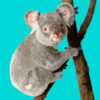 Koala clinging to a tree branch