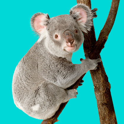 Koala clinging to a tree branch