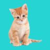 Ginger kitten sitting on a teal background