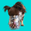 Small dog with its head inside a jar of chocolates