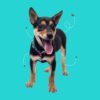 Kelpie-cross puppy with dotted flea trails around it