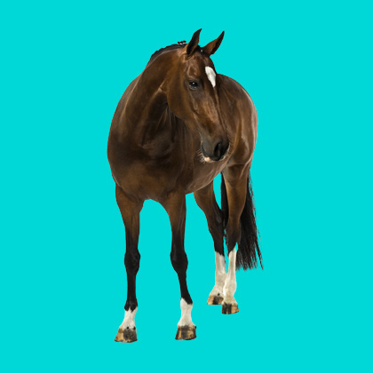 Bay horse standing on a teal background