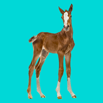 Young foal standing on a teal background