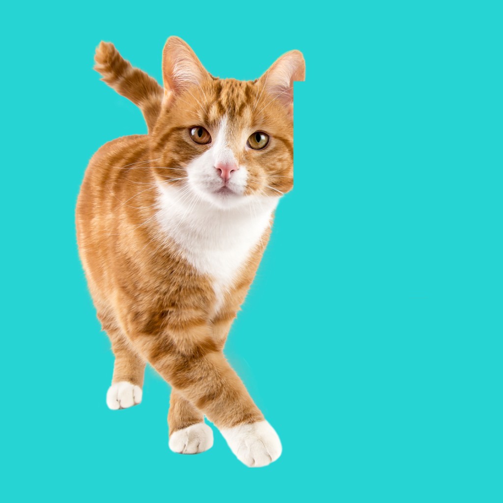 Ginger and white cat walking