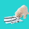Cream kitten sniffing a stethoscope on a clipboard