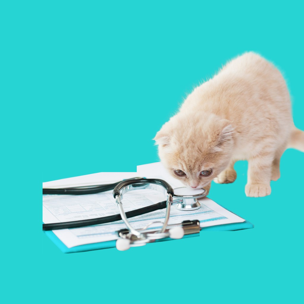 Cream kitten sniffing a stethoscope on a clipboard