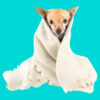 Small dog wrapped in a cream blanket