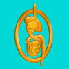Illustration of the digestive tract inside a golden ring