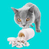 Grey cat beside a spilled bottle of tablets