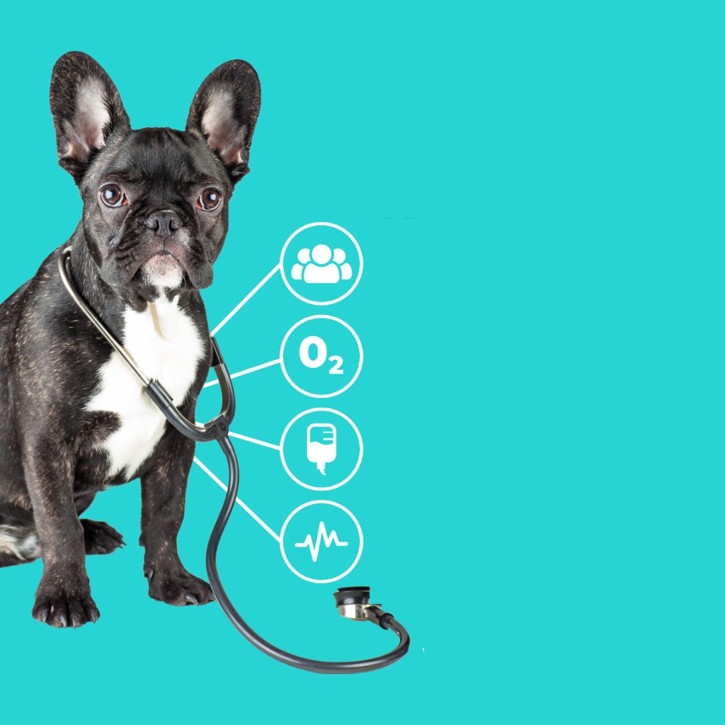 French bulldog wearing a stethoscope beside emergency care icons