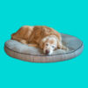 Senior golden retriever asleep on a round dog bed