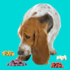 Basset hound sniffing rodenticide baits