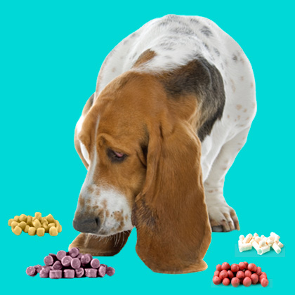 Basset hound sniffing rodenticide baits