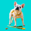 French bulldog standing beside a snail and a tulip
