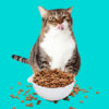 Tabby cat behind an overflowing bowl of kibble