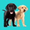 Black and yellow Labrador puppies