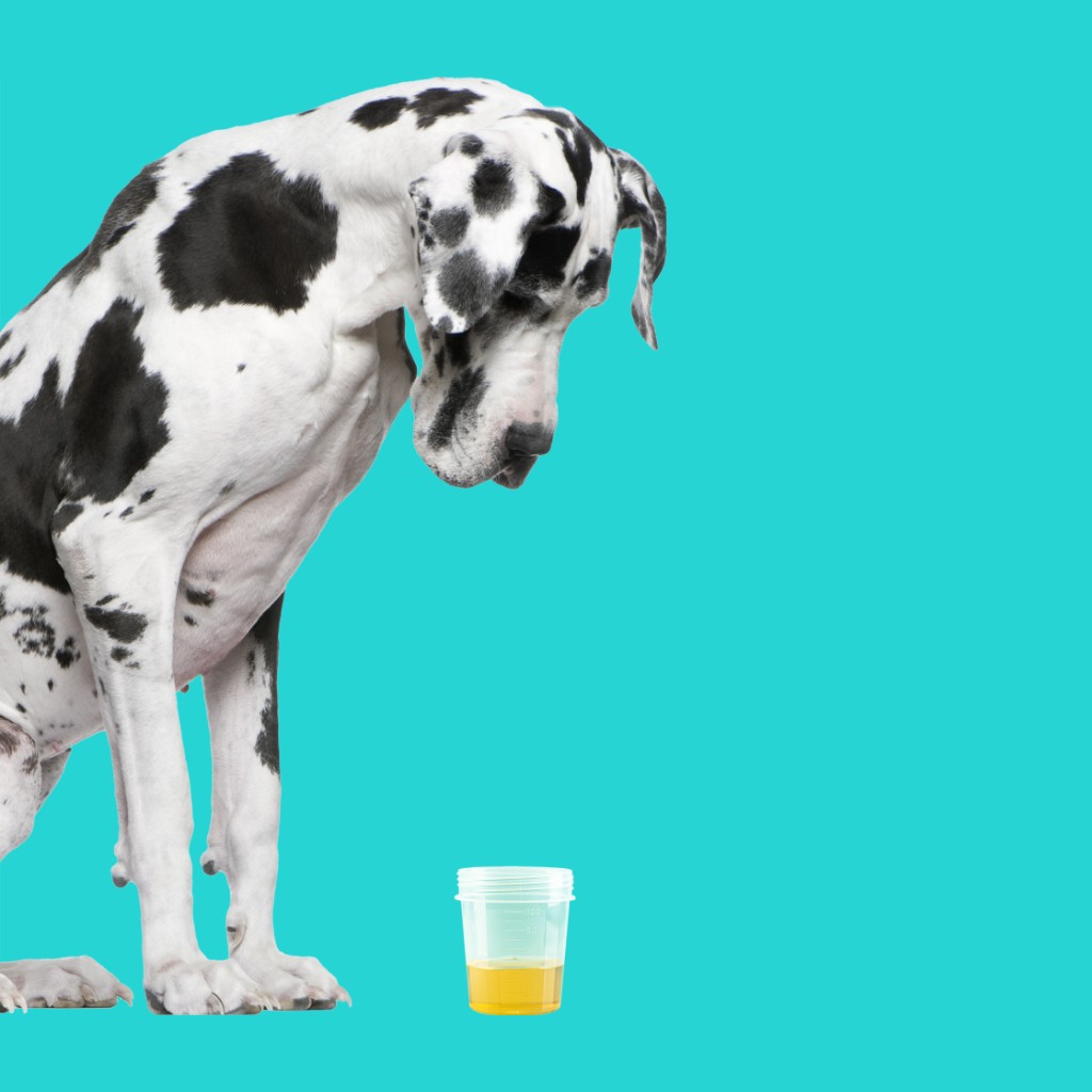Great Dane looking down at a urine sample pot