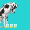 Great Dane looking down at three urine sample pots