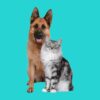German shepherd and tabby cat sitting together